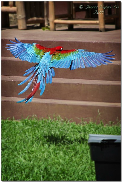 Malagos Garden Resort:  Green-Winged Macaw
