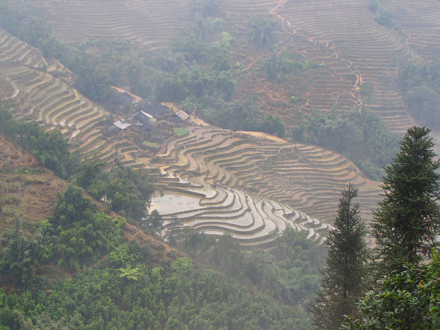 Rice Fields-SaPa-Vietnam