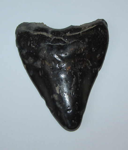 Extinct mega-toothed shark (†Otodus megalodon) tooth fossil
