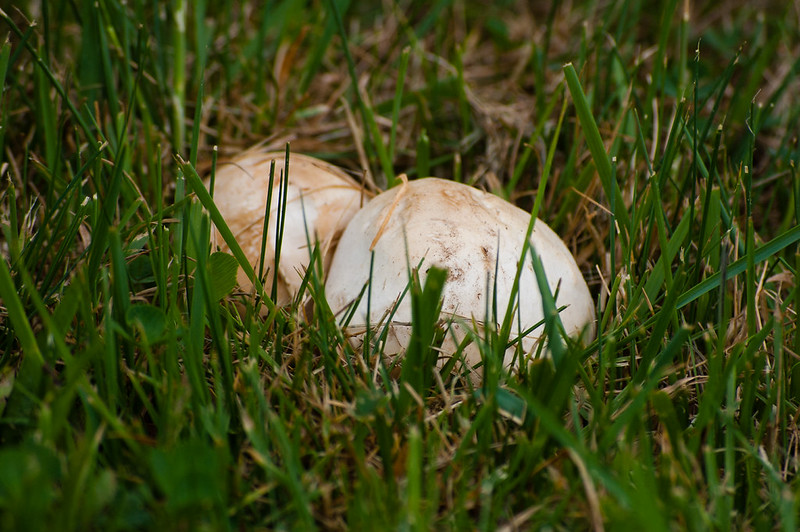 St George's mushroom