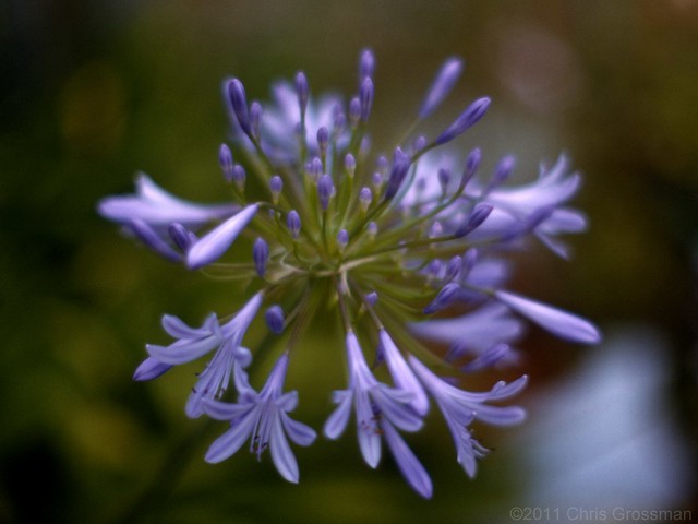 Purple Flowers - Nikkor-SC 55mm f/1.2 - Kodachrome 25