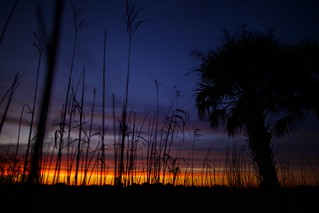Sabal Palmetto Sunset