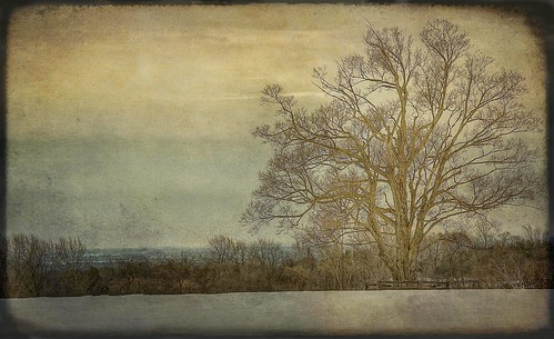 winter snow ontario canada tree texture nature landscape nikon grunge nikkor f28 hdr caledon 70200mmf28 7020mm d700