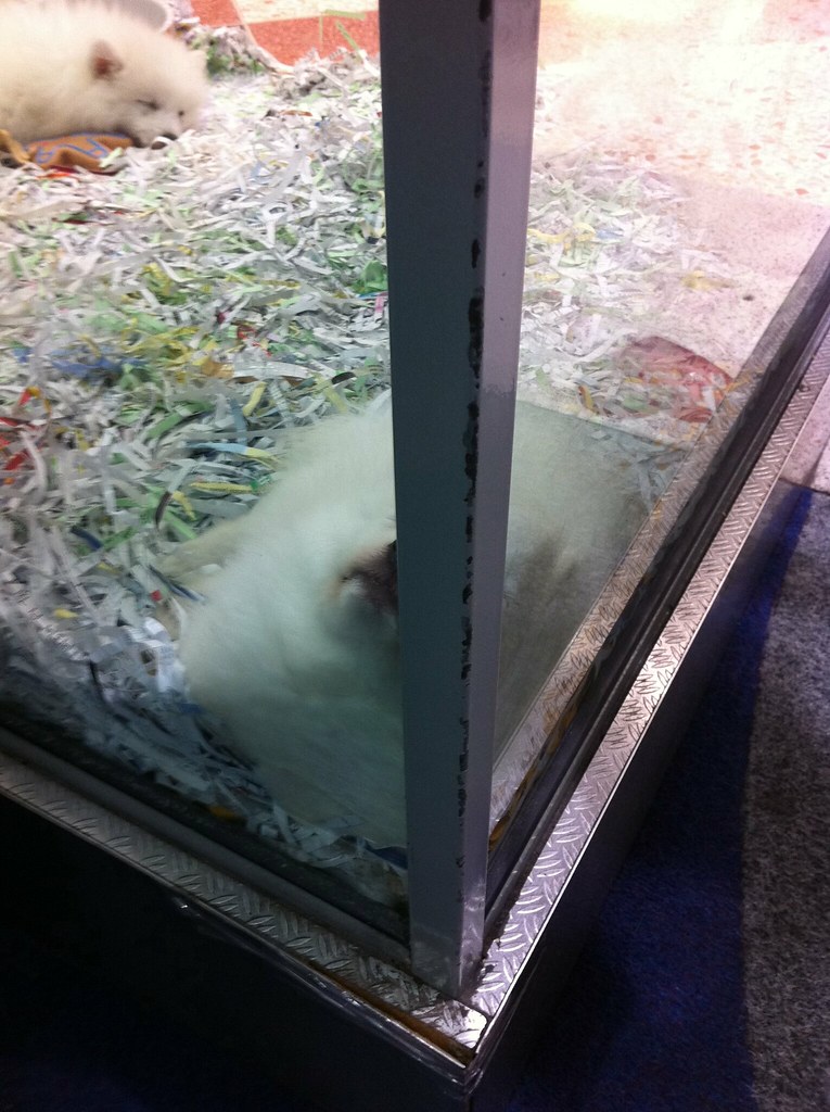 Squash Puppies