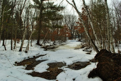 Frozen slough at the Red Cedar Cut-Off Nature Preserve