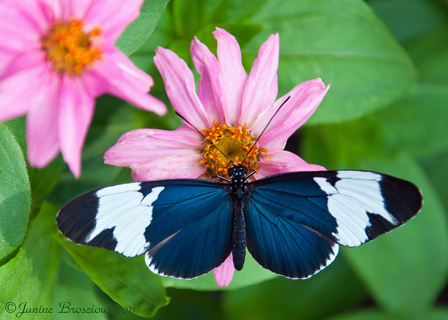 Sara's Longwing Butterfly