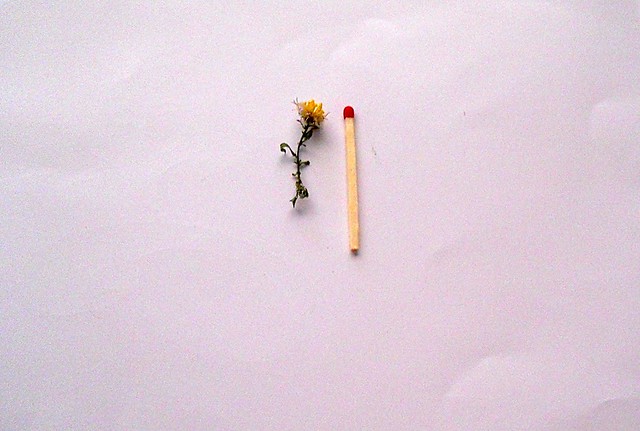 Size of weed flower compared to matchstick