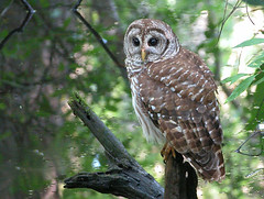 Barred Owl, Corkscrew Sanctuary, FL