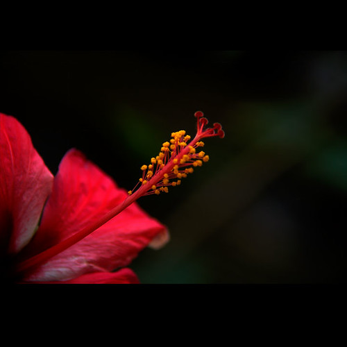 india flower macro nature pollen himalayas rishikesh cosurvivor campgangariviera