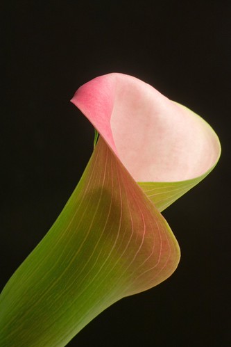 Calla X | by mclcbooks
