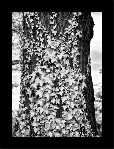 oak ivy olympus infrared zuiko e5 zd 1454mm hoyar72filter project36562 treeparts