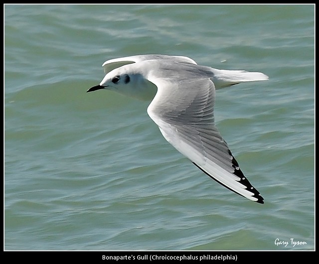 Bonaparte's Gull (2)