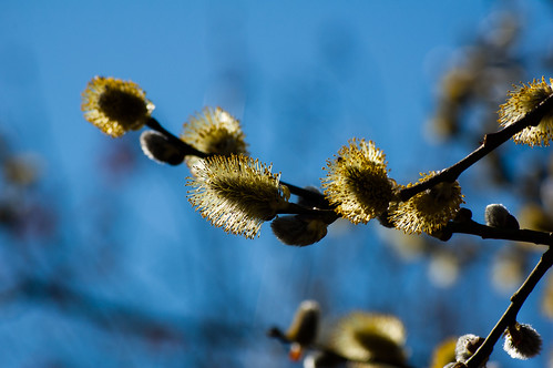Pussy willow catkins