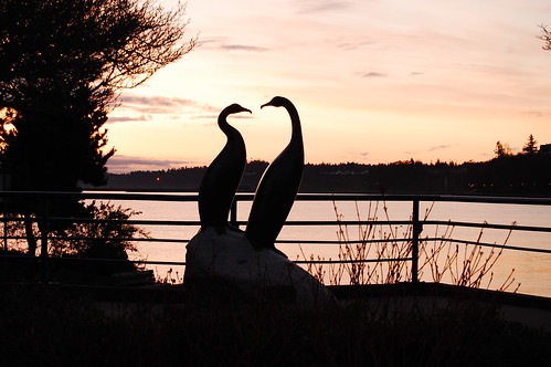 birds silhouette sunrise