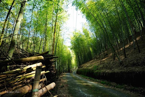 bamboo 南投 1635mm 竹海 竹山