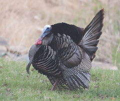 Wild Turkey Gobbler, Indiana Co., PA