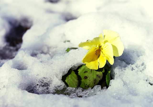 08-Snow-Flower