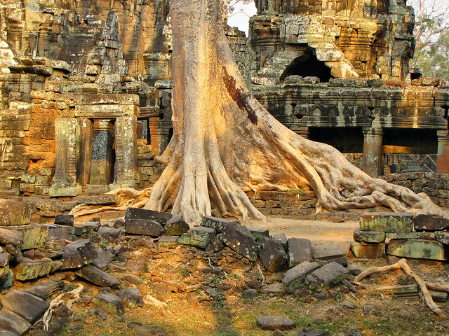 Tree-Temple-Angkor Wat-Siem Reap-Cambodia