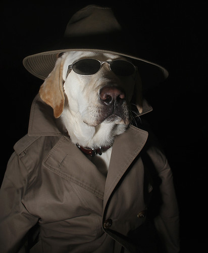 Secret Agent | I'm not normally into dressing my dog up, butâ€¦ | Flickr
