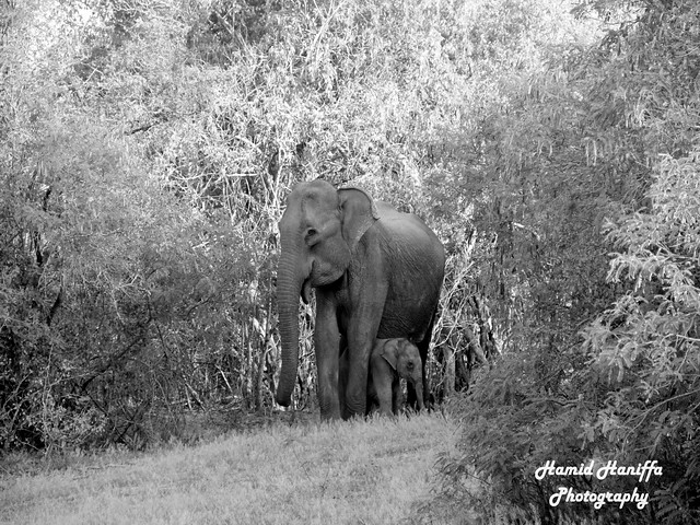 Asian Elephant  (Elephas maximus) at Yala National park