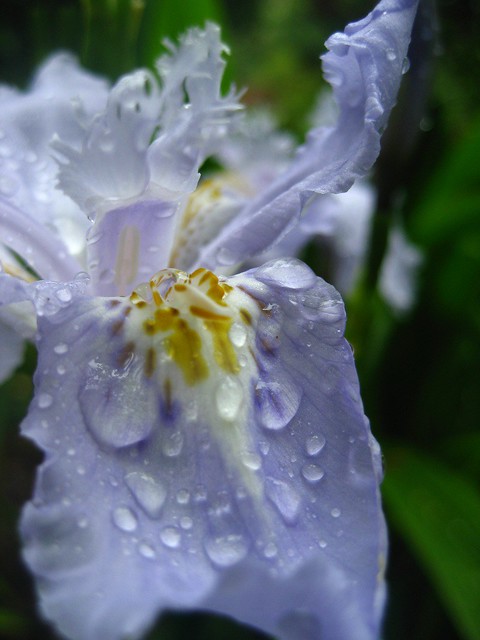Wet Iris