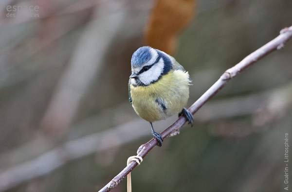 Biodiversité-Oiseaux de nos jardins