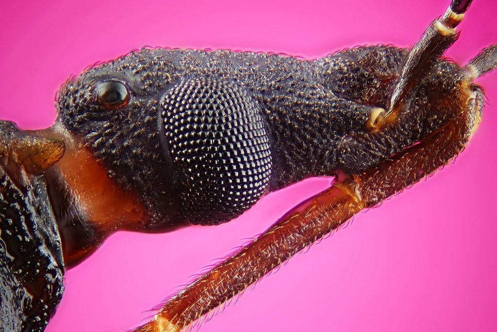 stink bug head by nanomet's