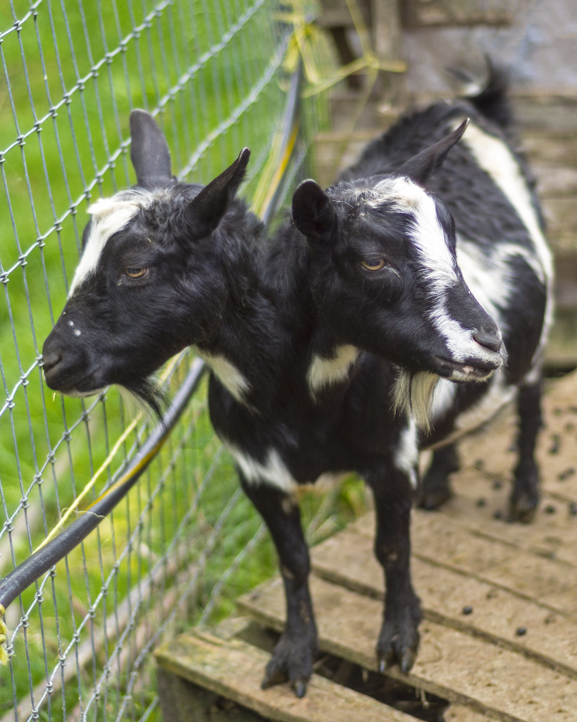 Two headed goat
