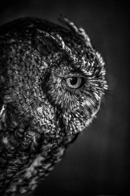 Owl Profile