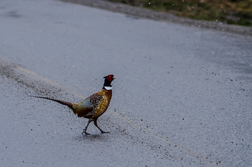 Why did the pheasant cross the road? | by Colby Stopa