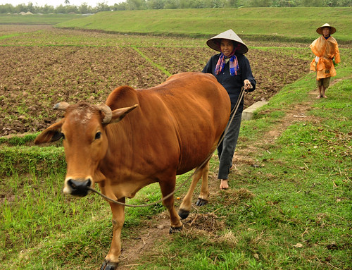 cow cattle vietnam ricefields vietnamesefarmer nikond90 tendinglivestock