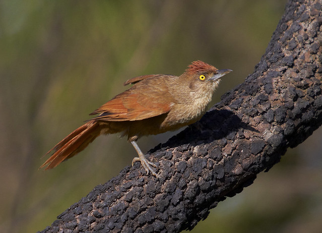 Graveteiro (Greater Thornbird)