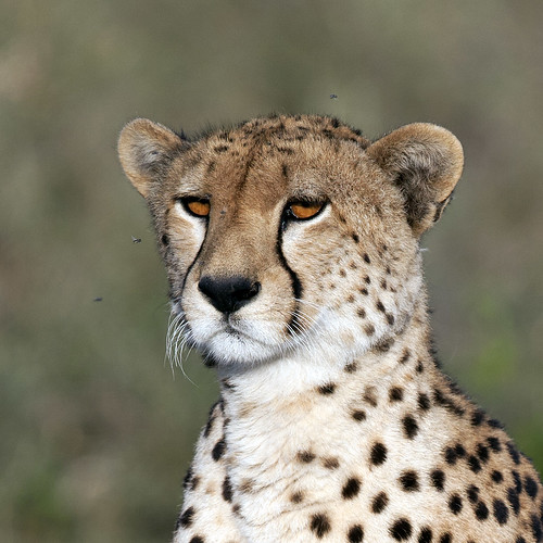 Female Cheetah Close up Portrait | by Wild Pixel Safaris