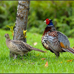 環頸雉_Ring-necked Pheasant