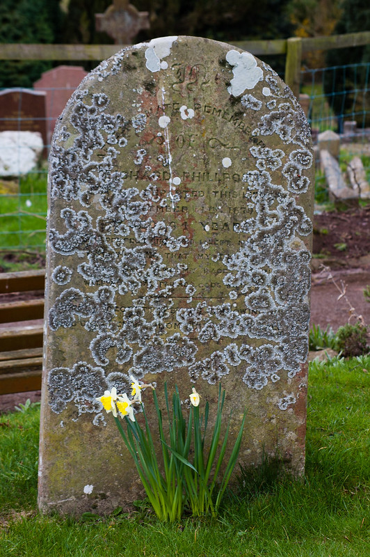 LIchen on gravestone: Claverley