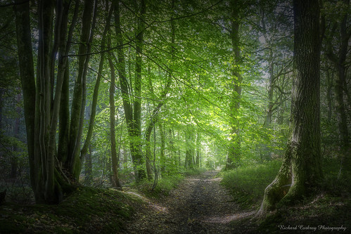 tree trees wood woodland forest footpath hampshire painterly landscape