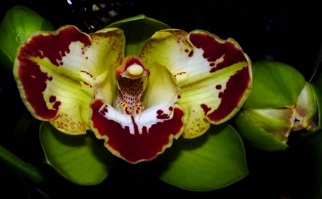 Cymbidium Vidar 'Harlequin' peloric hybrid orchid