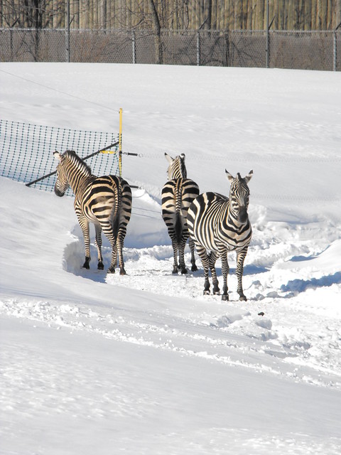Zebras in Winter at Granby Zoo