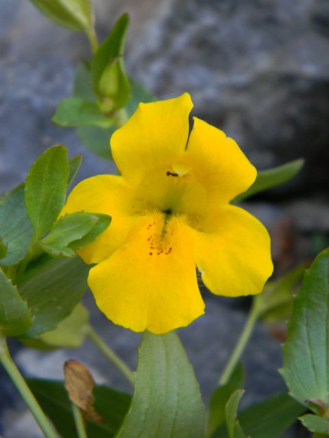 berro amarillo (Mimulus luteus) - flor