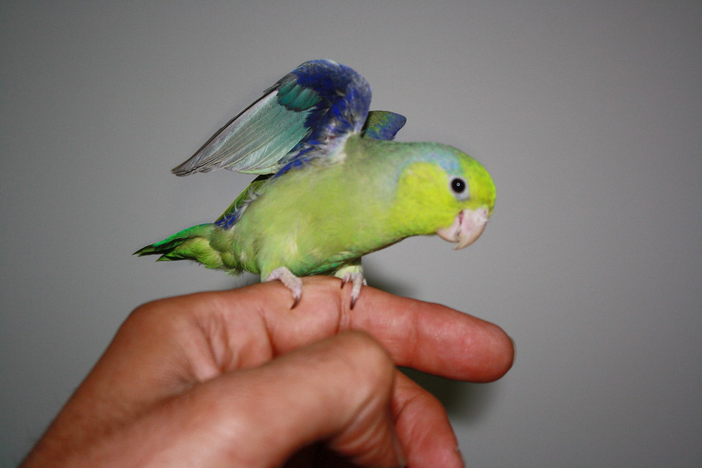 Small Bird Species - common small birds - small bird breeds - smallest bird in the world You Should Know  Parrotlet