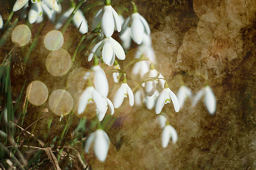 Snowdrops - A Test Shot | by Slowballs