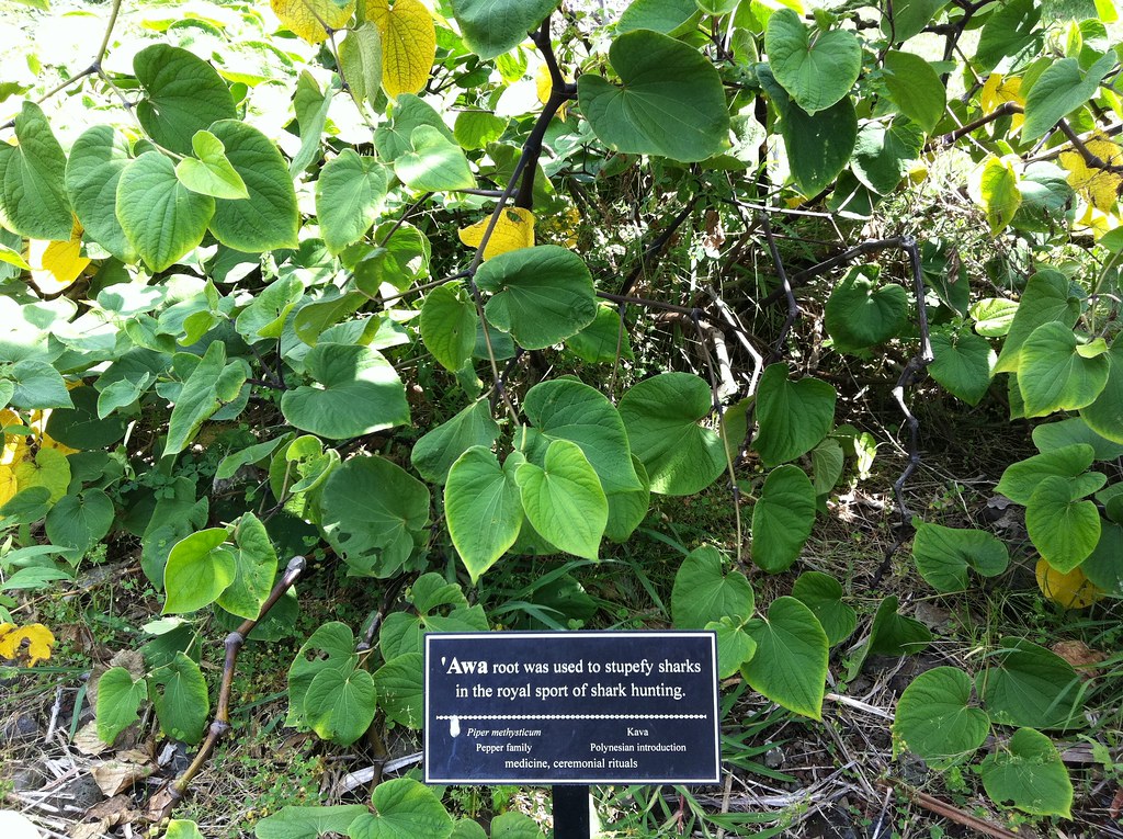 ‘Awa | Amy B. H. Greenwell Ethnobotanical Garden, Captain Co… | Flickr