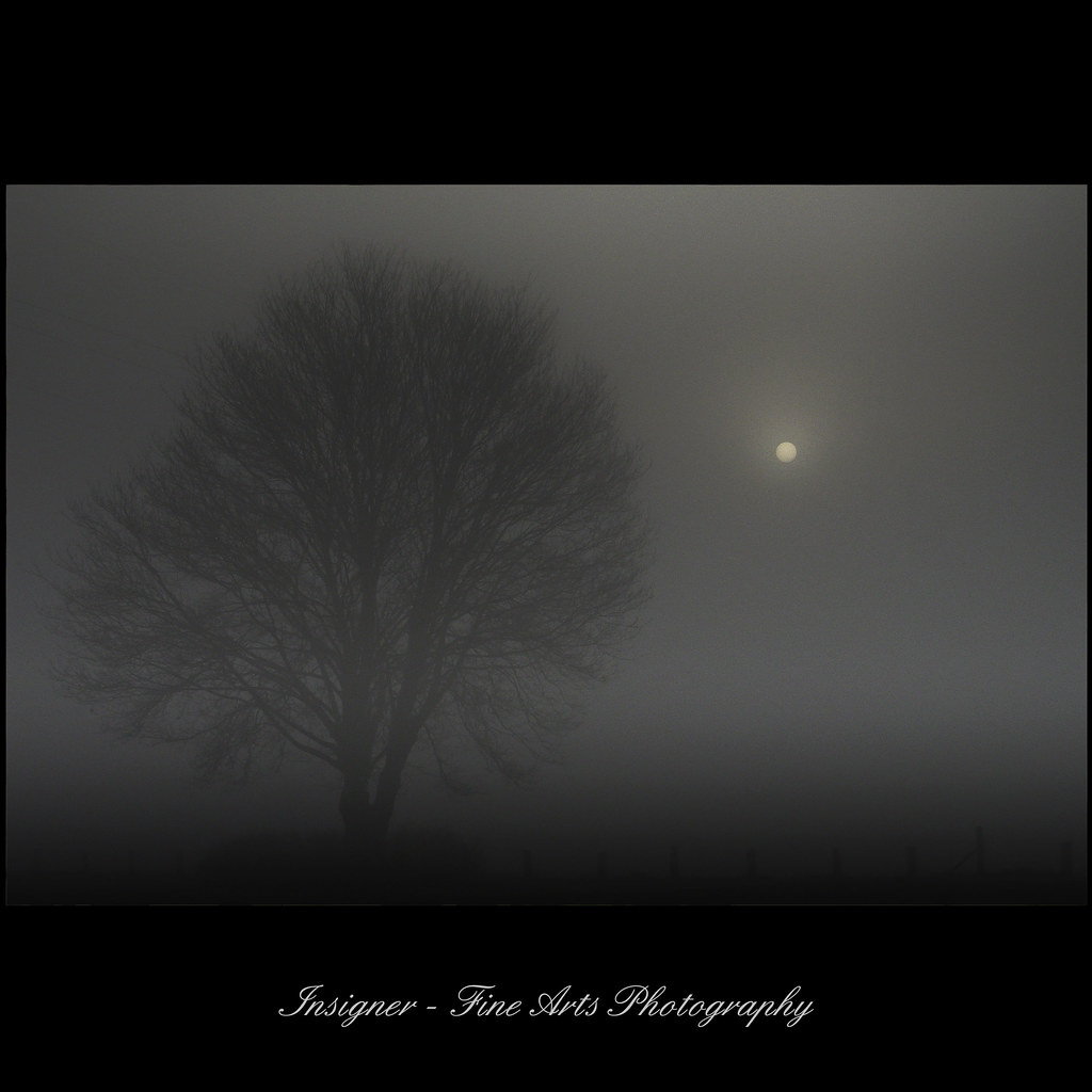 fog series - early morning with tree and fog