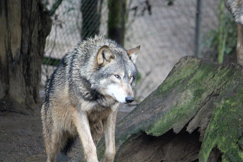 IMG_2592 | Timber Wolf, Colchester Zoo | JAMES BROWN | Flickr