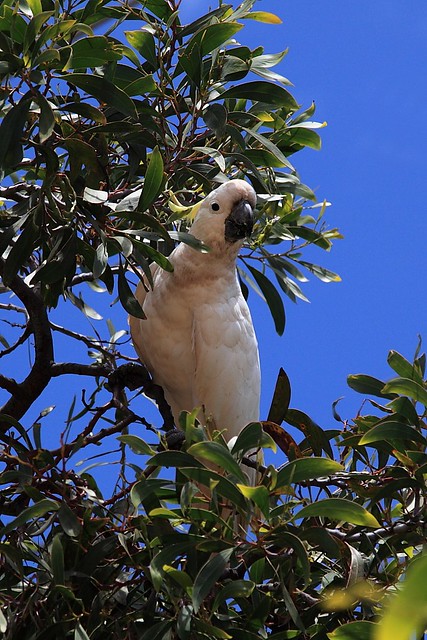 Sulphur-crested Cockatoo / Cacatua galerita / Большой желтохохлый какаду. Aireys Inlet. Australia. IMG_6148-1024