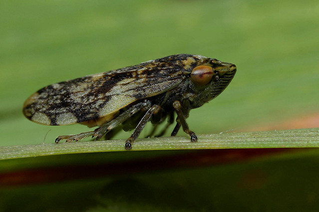 Another Leafhopper