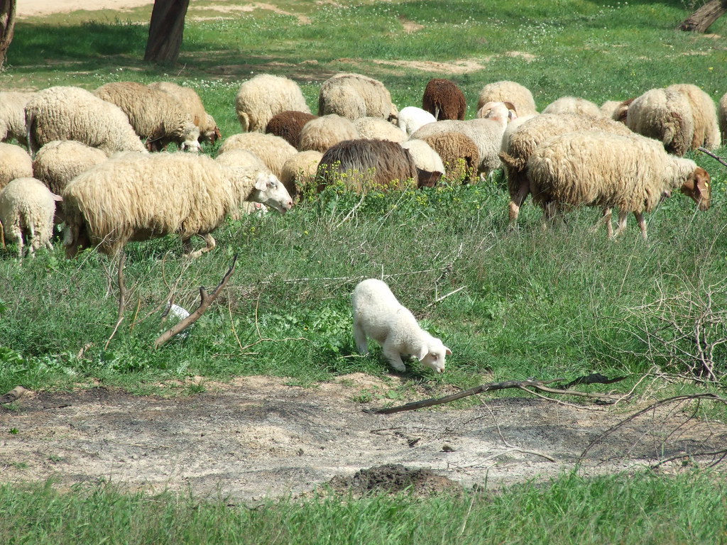Sheep near Wadi Shari'a