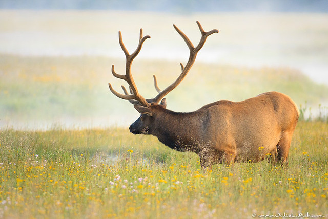Elk Standing in Field of Deep Wild Flowers