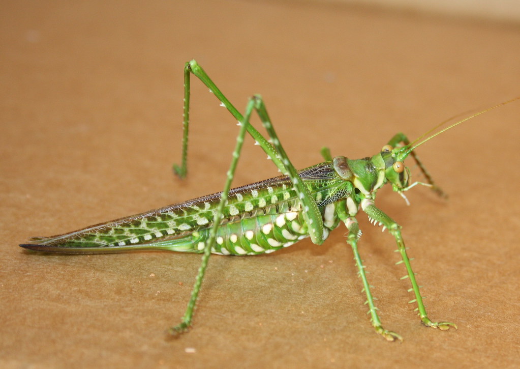 Tettigoniidae>Chlorobalius leucoviridis? Spotted Predatory Katydid? female IMG2713