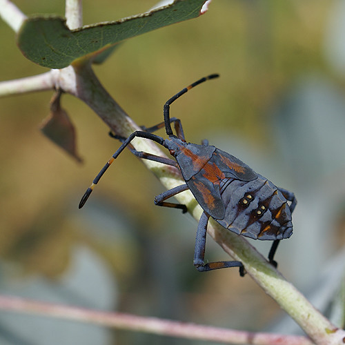 Red Insect Pattern Red Pattern Insect | SOL247 | Flickr